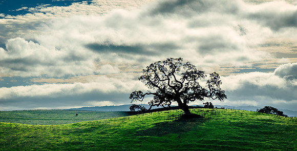 Morgan-Hill_0229