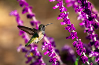 Santa_Cruz_Mnts_5148