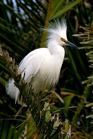 Palo_Alto_3824