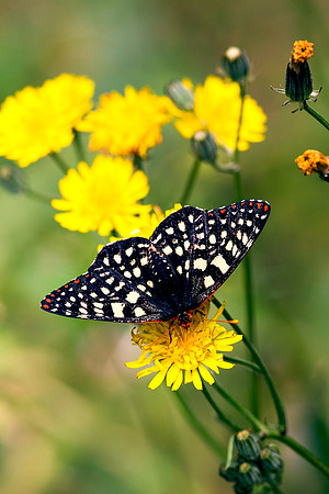 Santa-Cruz-Mnts_K0U4852