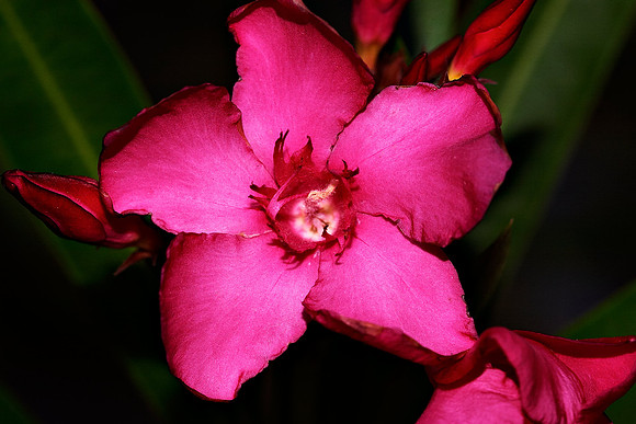 wildflower12B