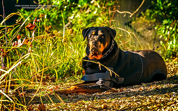 Morgan-Hill_0789