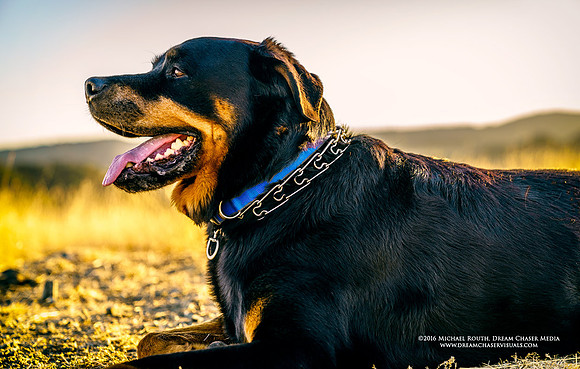 Morgan-Hill_5755
