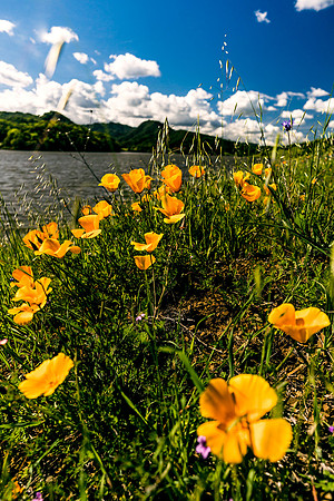 Morgan-Hill_0154