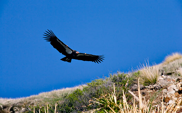 Big_Sur_K0U0279