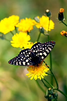 Santa-Cruz-Mnts_K0U4852