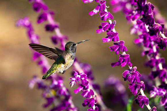 Santa_Cruz_Mnts_5148
