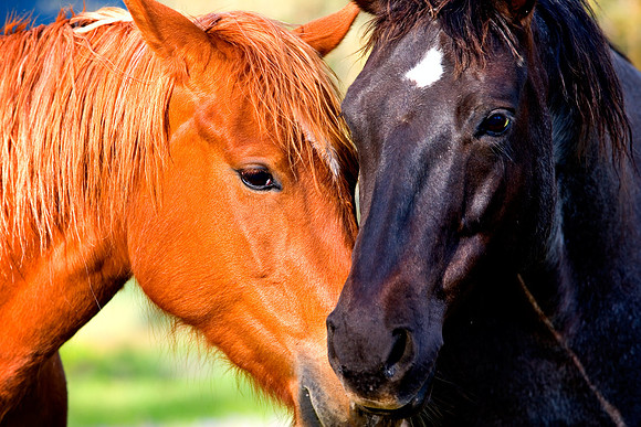 Horse2A
