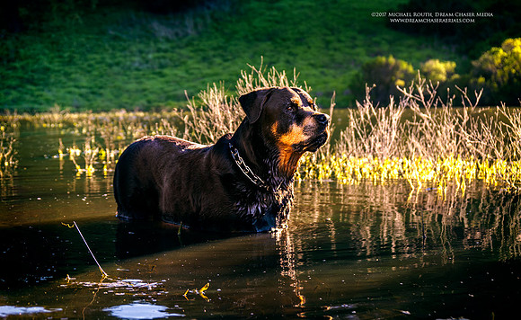 Morgan-Hill_1612