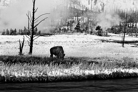 Yellowstone15A