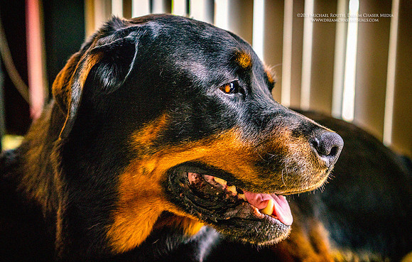 Morgan-Hill_1442