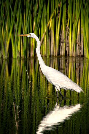 San_Luis_Wildlife6A