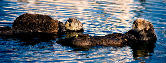 Monterey_2317
