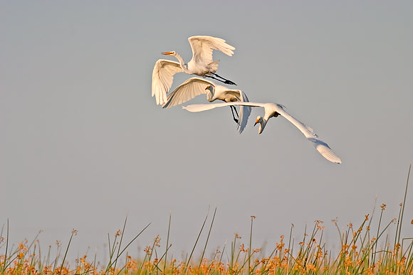 San_Luis_Wildlife7A