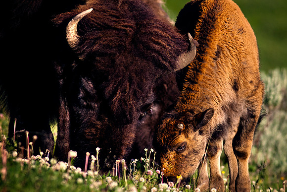 Yellowstone_7149