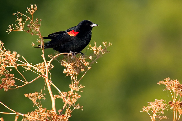San_Luis_Wildlife5A