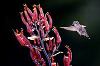 Santa_Cruz_Mnts_5299