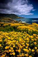 Big_Sur_9206