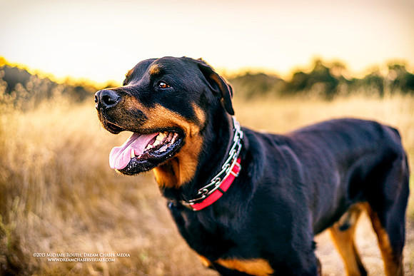 Morgan-Hill_3029