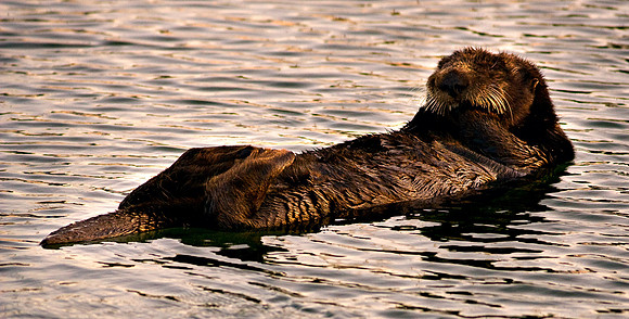Monterey_2133