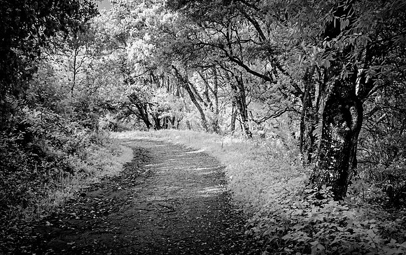 Morgan-Hill-IR_0261