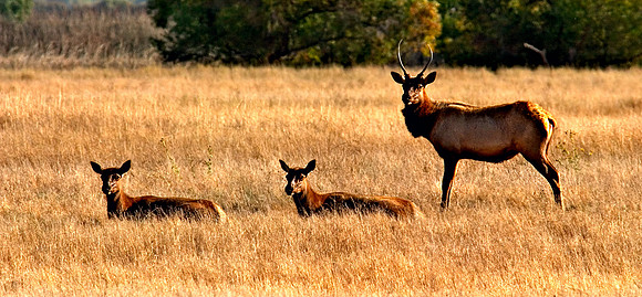 San_Luis_Wildlife8B