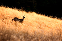 Santa_Cruz_Mnts14A