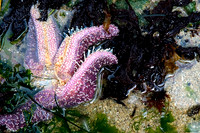 Point_Reyes6A