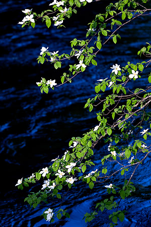 Yosemite_3386