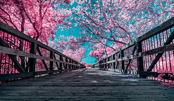 Morgan-Hill-IR_0325