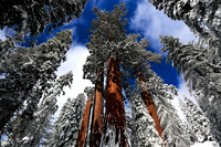 Sequoia_0467
