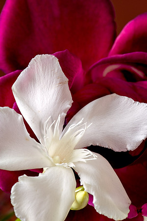 Flower_6422