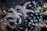 Big_Sur14A