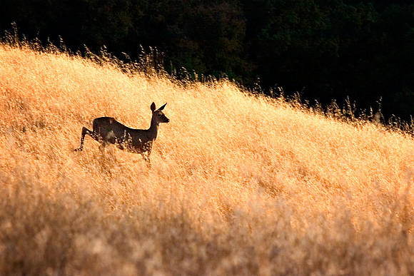 Santa_Cruz_Mnts14A